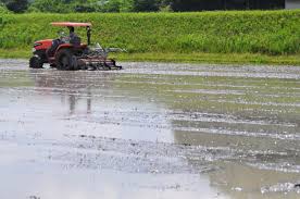 日々の米づくり